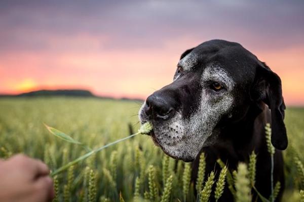 Hundeschule Recklinghausen